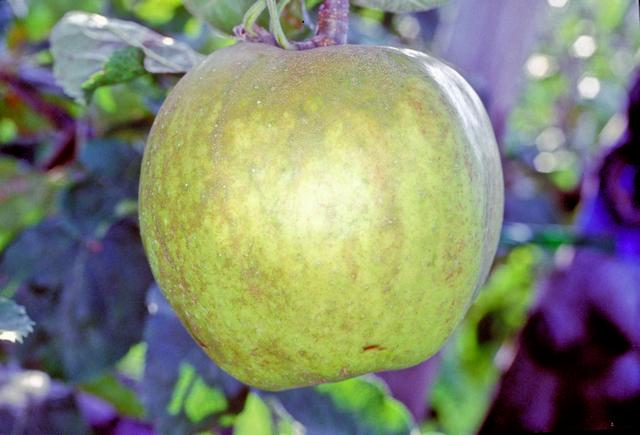 Alfa 68 — ett robust höstäpple från svensk förädling