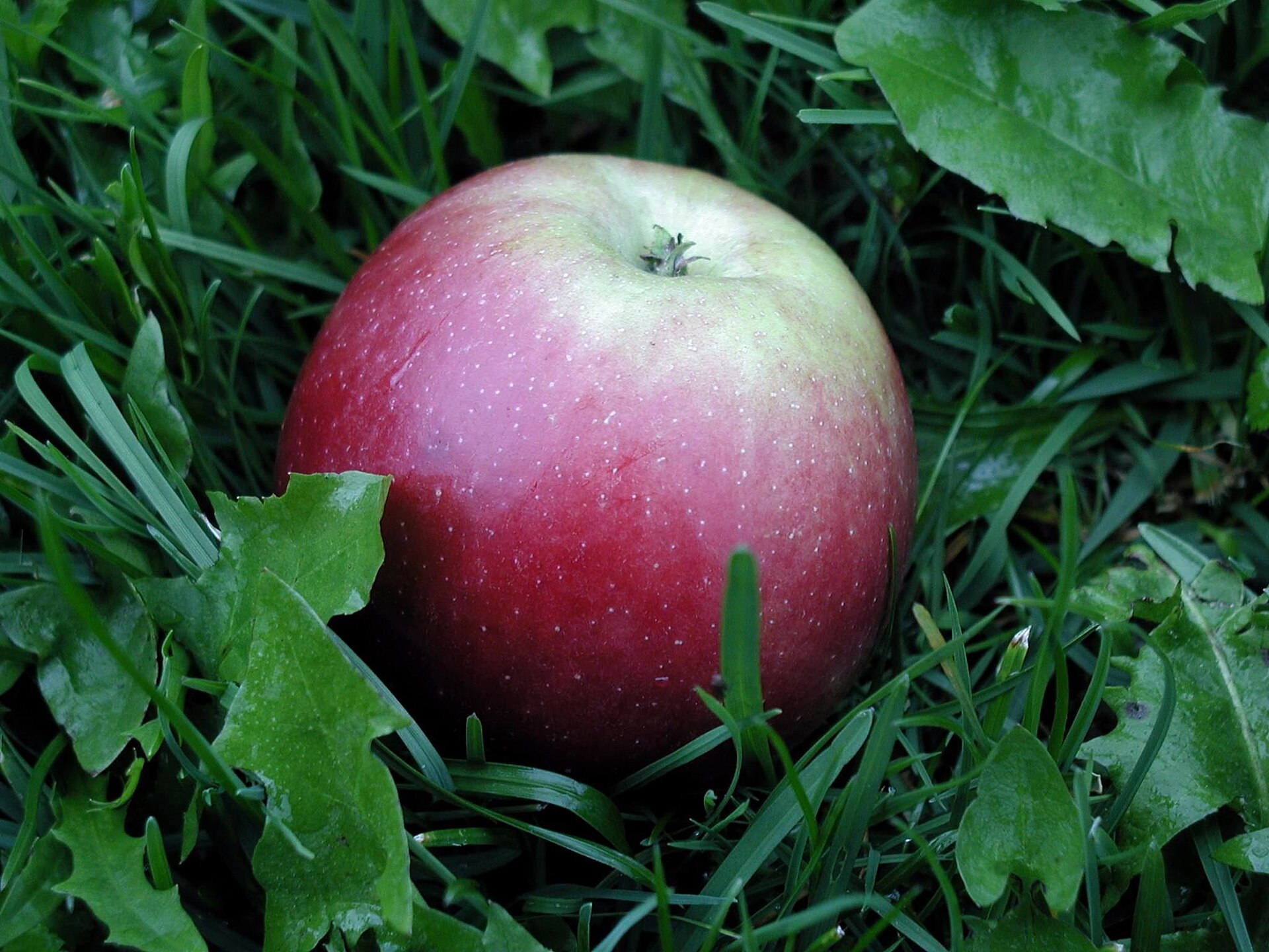 Antioxidanter i äpplen — kvercetin och polyfenoler