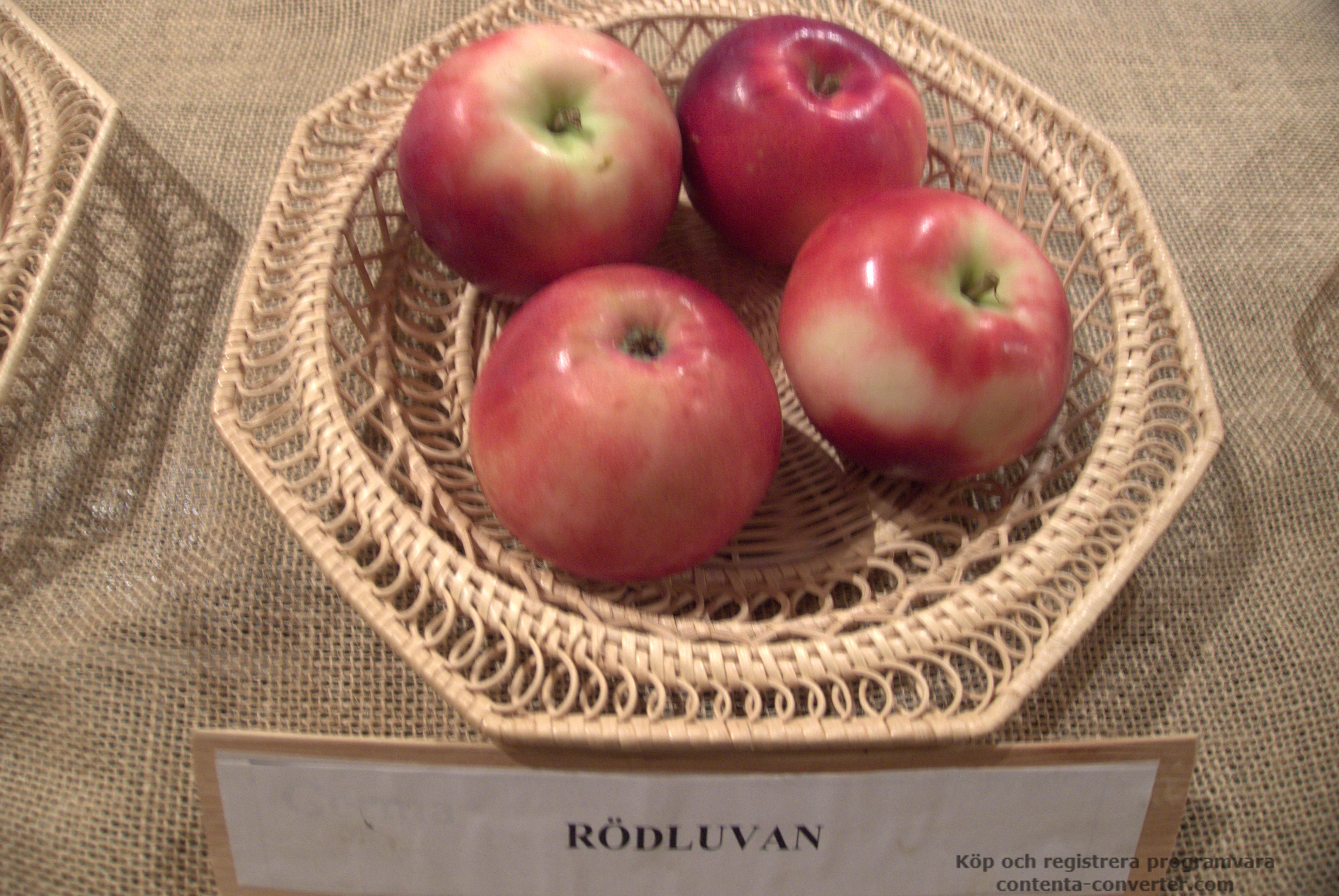 Rödluvan — Jämtlands härliga landskapsäpple