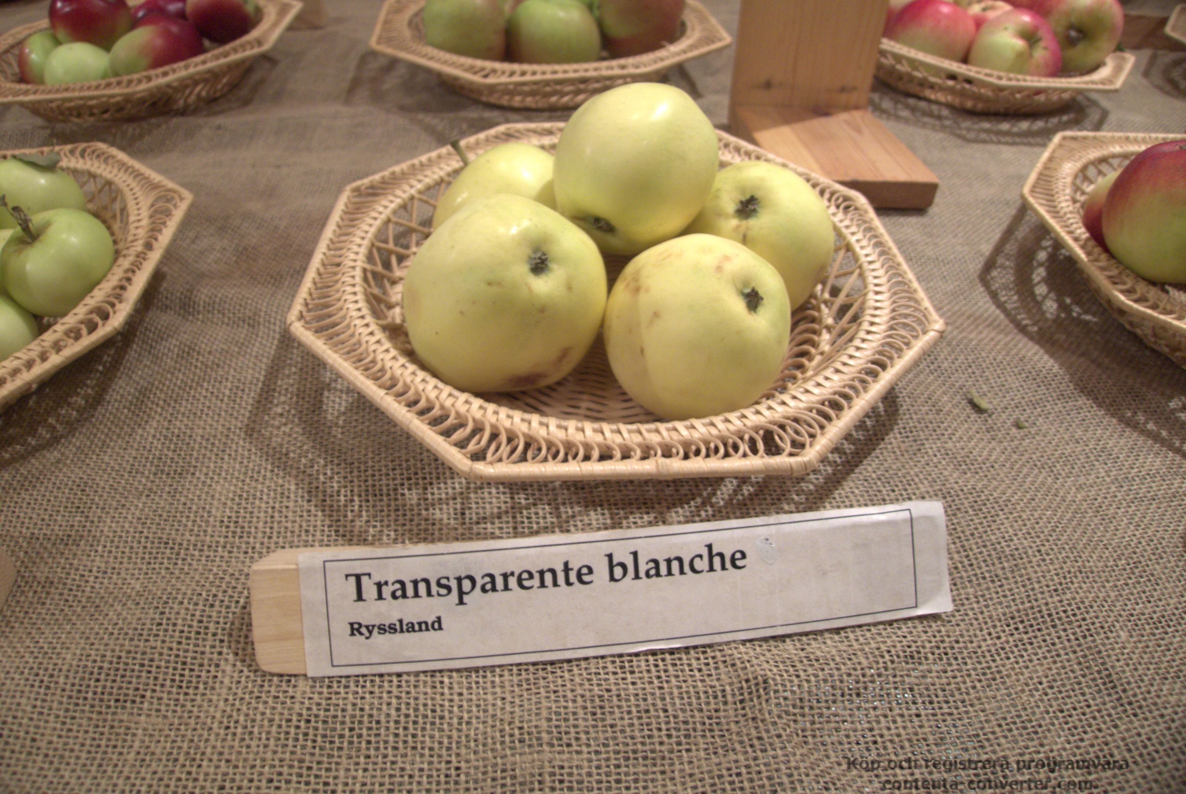 Transparente blanche — Västerbottens landskapsäpple